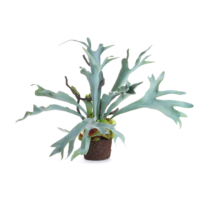 Napa Home Garden, STAGHORN FERN DROP-IN 22",cc353