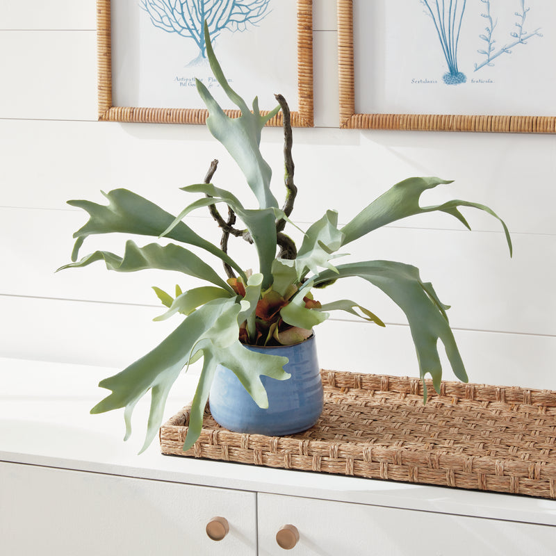 NAPA Home & Garden, STAGHORN FERN DROP-IN 22",CC353