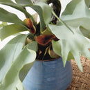 NAPA Home & Garden, STAGHORN FERN DROP-IN