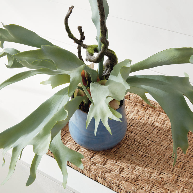 NAPA Home & Garden, STAGHORN FERN DROP-IN 22",CC353