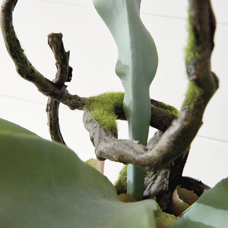 NAPA Home & Garden, STAGHORN FERN DROP-IN 22",CC353