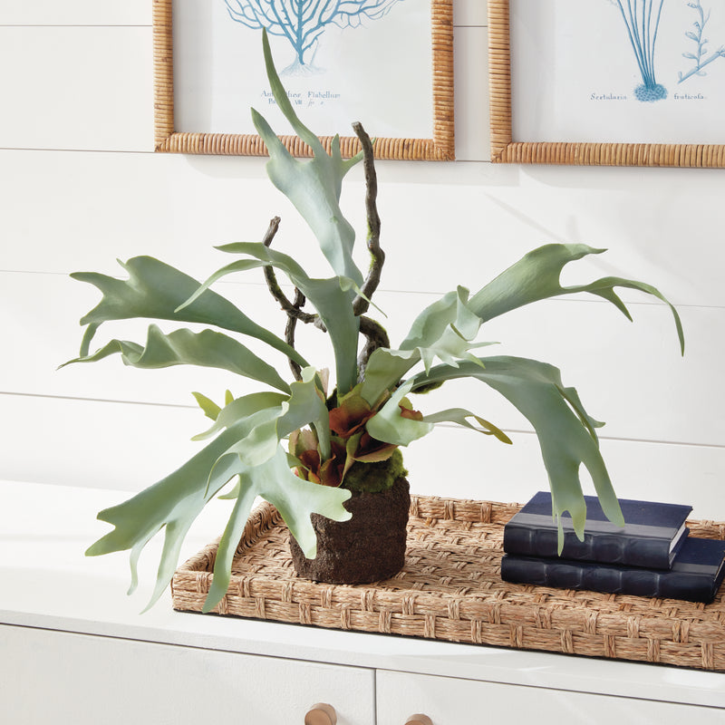 NAPA Home & Garden, STAGHORN FERN DROP-IN 22",CC353