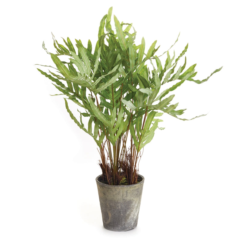 Napa Floral Collection-Hare'S Foot Fern Potted 36 inches