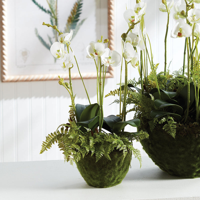 "NAPA Home & Garden, PHALAENOPSIS ORCHID DROP-IN COLLECTION"