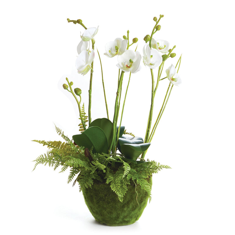 "NAPA Home & Garden, PHALAENOPSIS ORCHID DROP-IN COLLECTION"