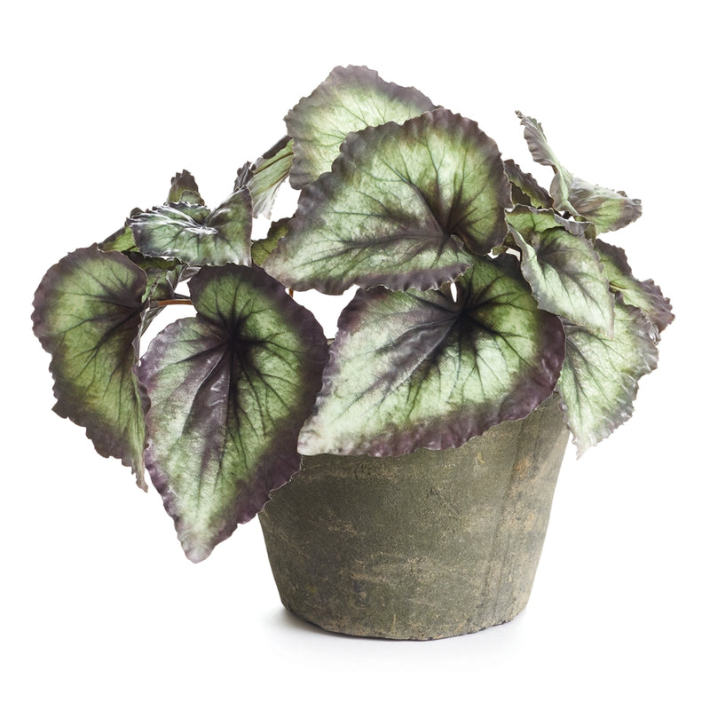 Napa Floral Collection-Heirloom Escargot Begonia Potted 11 inches