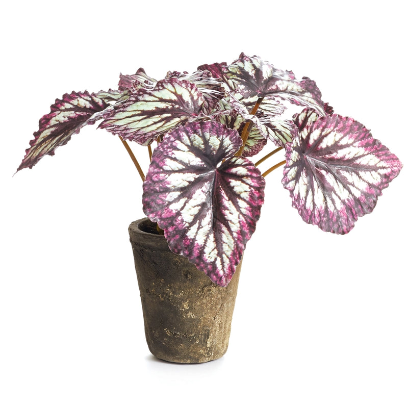 Napa Floral Collection-Heirloom Rex Begonia Potted 11 inches