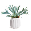 NAPA Home & Garden, Decorative Vases and Cachepots Collection