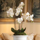 "NAPA Home & Garden, PHALAENOPSIS ORCHID DROP-IN COLLECTION"