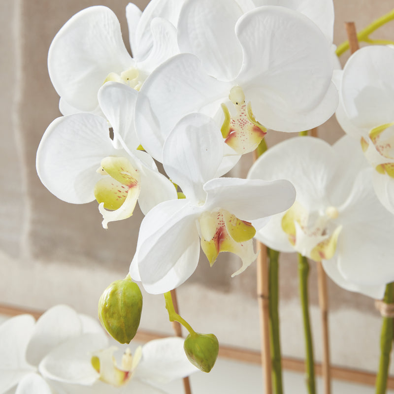 NAPA Home & Garden, PHALAENOPSIS ORCHID DROP-IN 30",DI1200