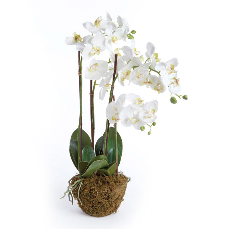 NAPA Home & Garden, PHALAENOPSIS ORCHID DROP-IN 30",DI1200