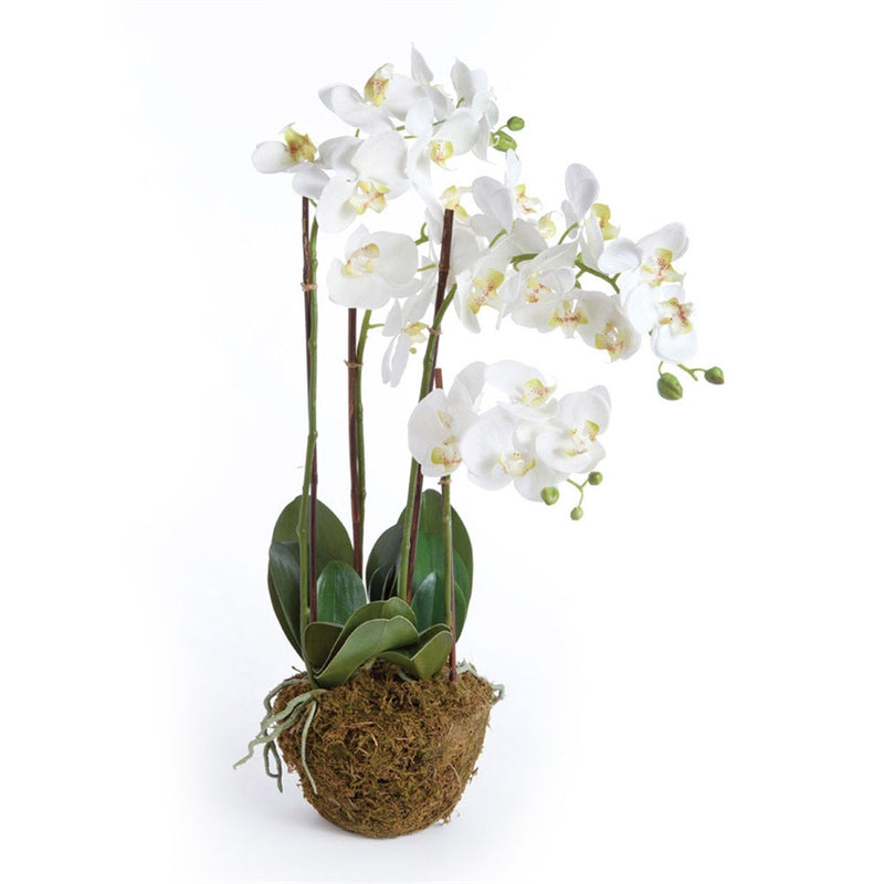 Napa Home Garden, CC 30" PHALAENOPSIS DROP-IN,di1200