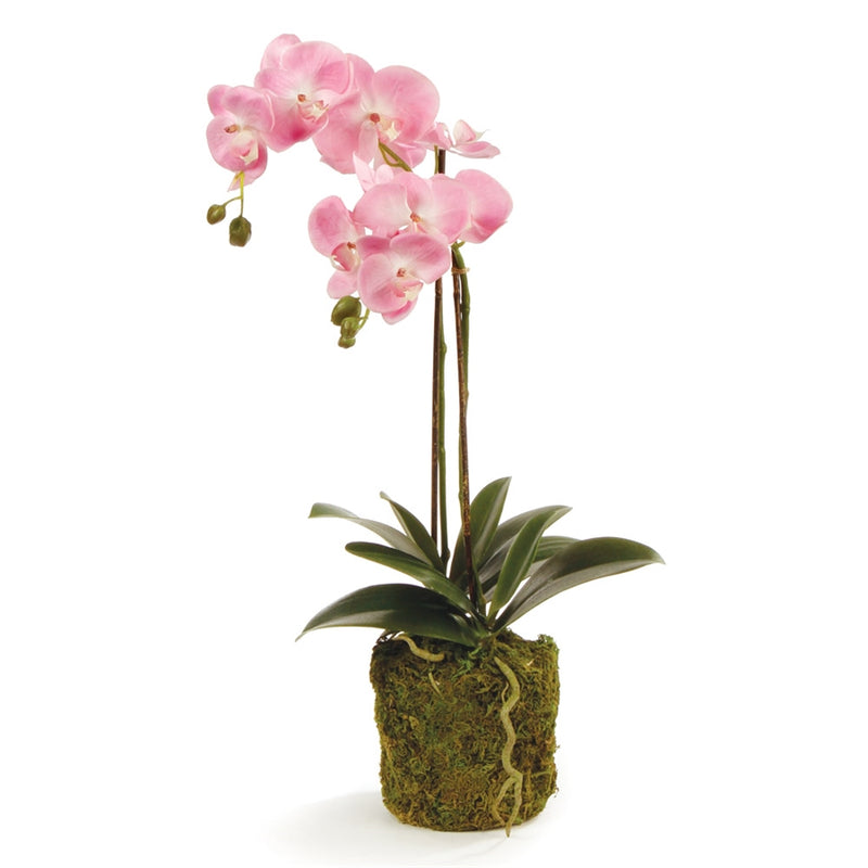 Napa Home Garden, CC 23'' PHALAENOPSIS PINK DROP IN,di1201p