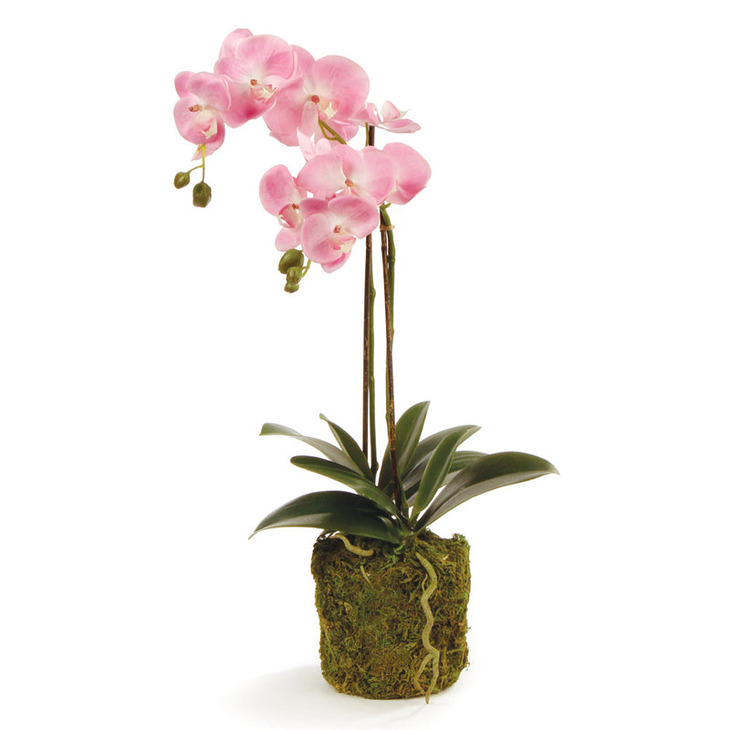 NAPA Home & Garden, PHALAENOPSIS ORCHID DROP-IN 23",DI1201P