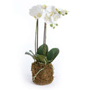 "NAPA Home & Garden, PHALAENOPSIS ORCHID DROP-IN COLLECTION"