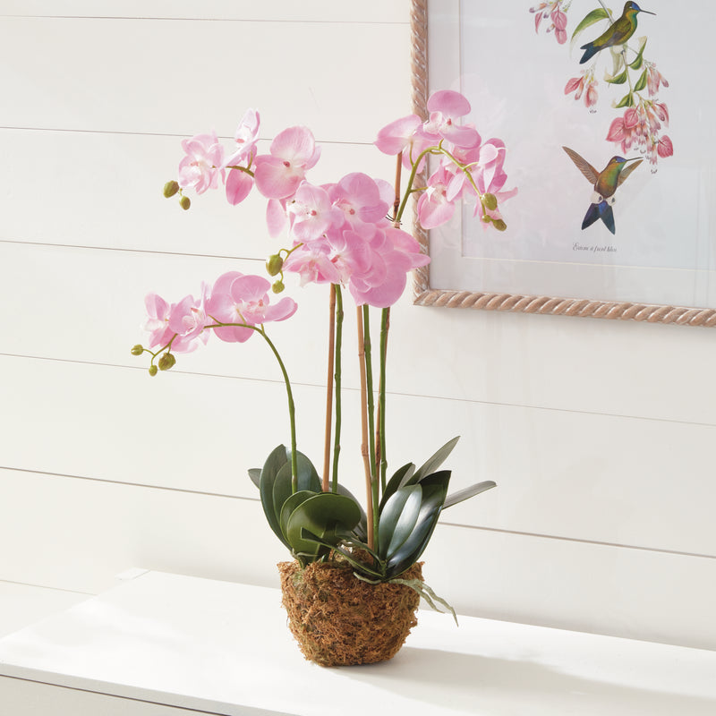 NAPA Home & Garden, PHALAENOPSIS ORCHID DROP-IN 30",DI1202P