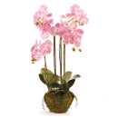 "NAPA Home & Garden, PHALAENOPSIS ORCHID DROP-IN COLLECTION"