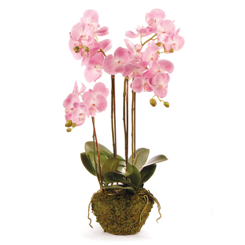 "NAPA Home & Garden, PHALAENOPSIS ORCHID DROP-IN COLLECTION"
