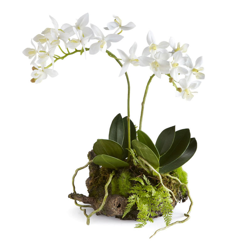 NAPA Home & Garden, MINI DENDROBIUM WITH RUSTIC DROP-IN 11.5",DI1208
