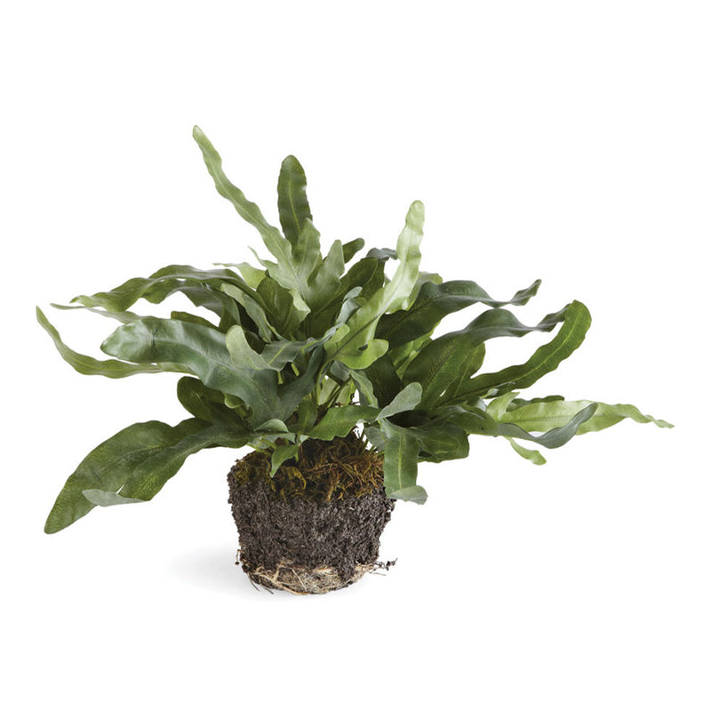 NAPA Home & Garden, ECHEVERIA FERN DROP-IN 11.5",DI1210