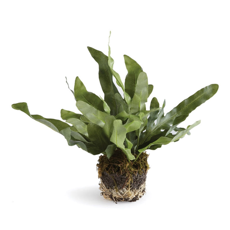 Napa Home Garden, CC 8.5" ECHEVERIA FERN DROP-IN,di1211