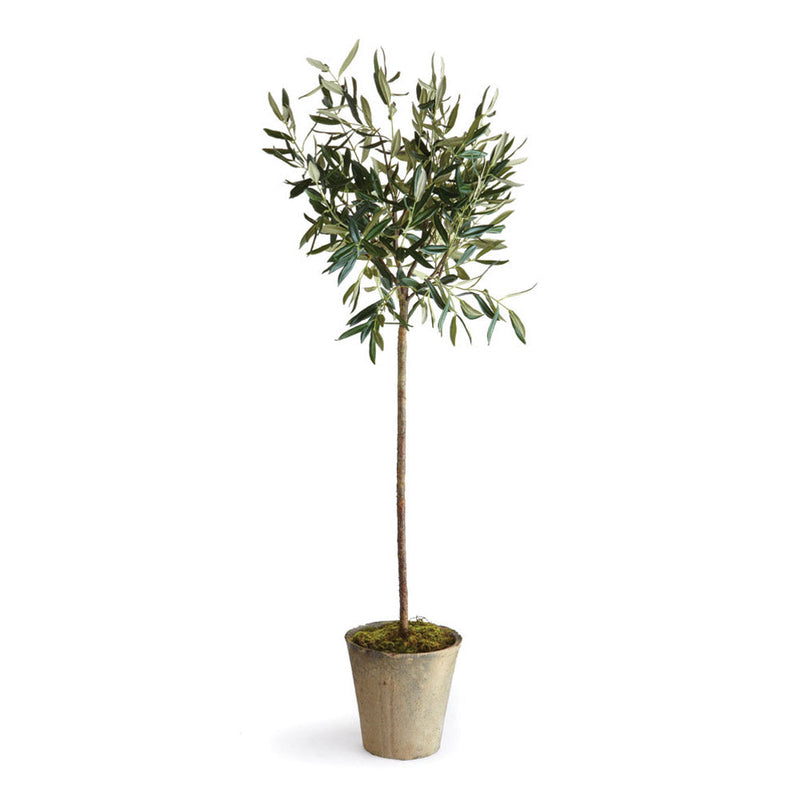 NAPA Home & Garden, ECHEVERIA FERN & OLIVE TREE COLLECTION