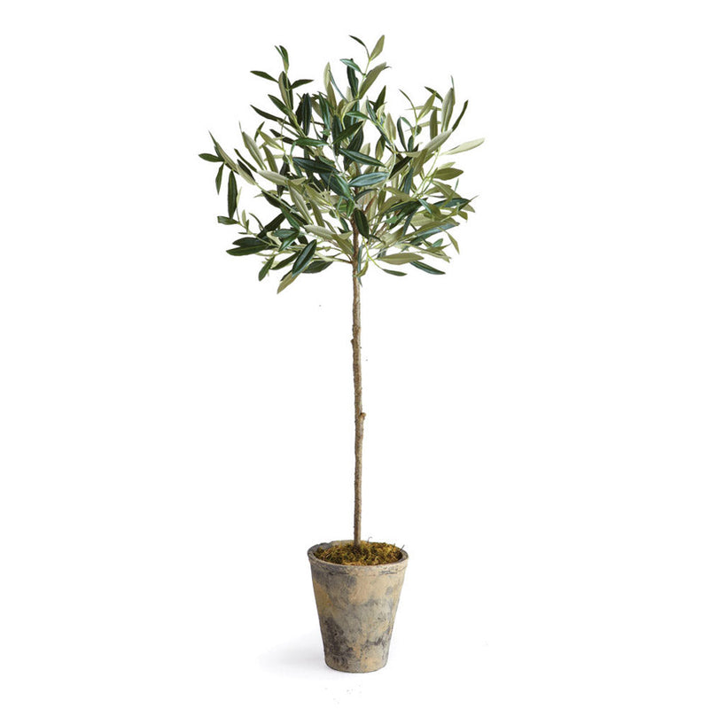 NAPA Home & Garden, ECHEVERIA FERN & OLIVE TREE COLLECTION