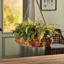 NAPA Home & Garden, Boston Fern Drop-In Collection