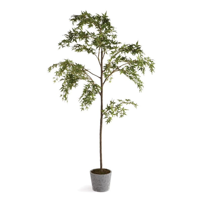 Napa Home Garden, CC 7' MAPLE TREE POTTED,di1221