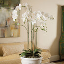 "NAPA Home & Garden, PHALAENOPSIS ORCHID DROP-IN COLLECTION"