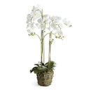 "NAPA Home & Garden, PHALAENOPSIS ORCHID DROP-IN COLLECTION"