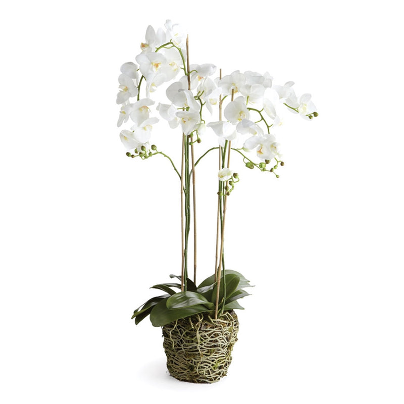 Napa Home Garden, CC 44'' PHALAENOPSIS DROP IN,di1222