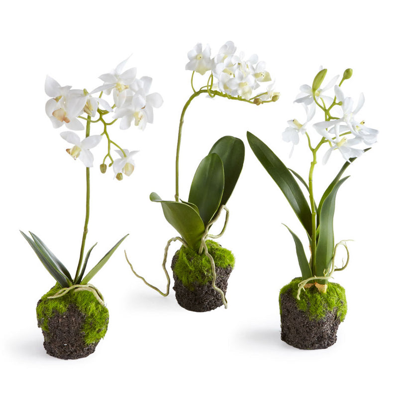 NAPA Home & Garden, DENDROBIUM ORCHID DROP-INS 12", SET OF 3,DI1225