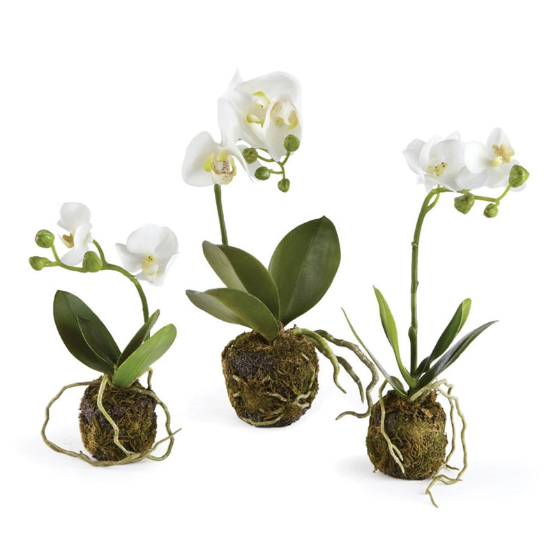 Napa Home Garden, CC PHALAENOPSIS DROP-IN ,SET OF 3,di1227