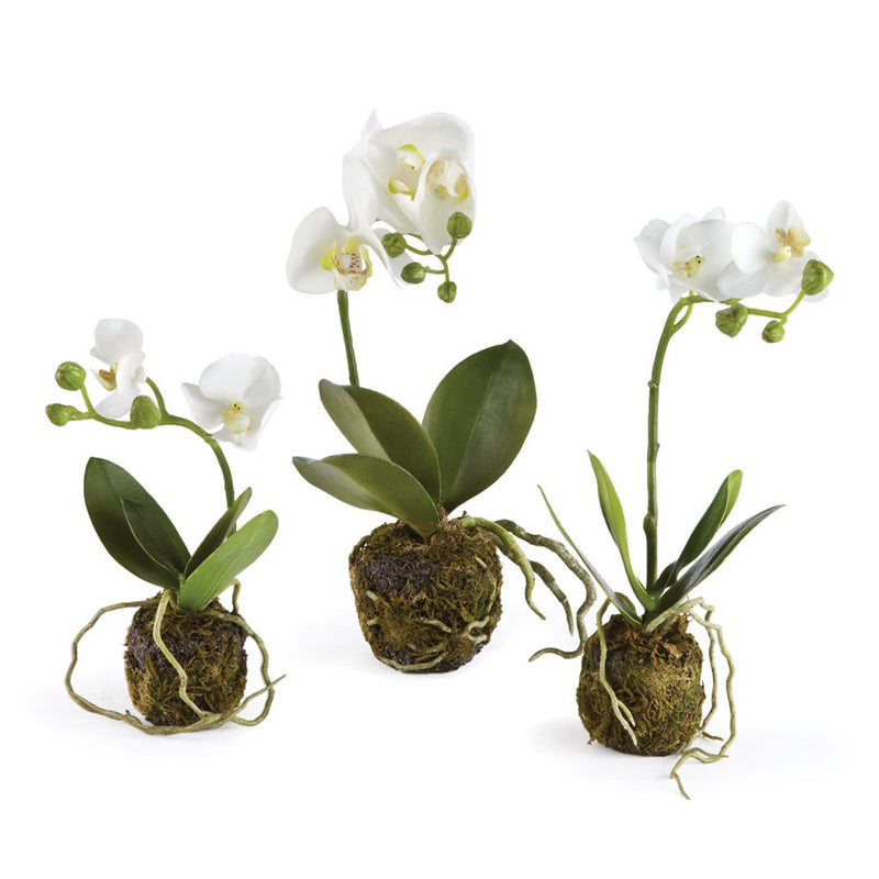 NAPA Home & Garden, PHALAENOPSIS ORCHID DROP-INS, SET OF 3,DI1227