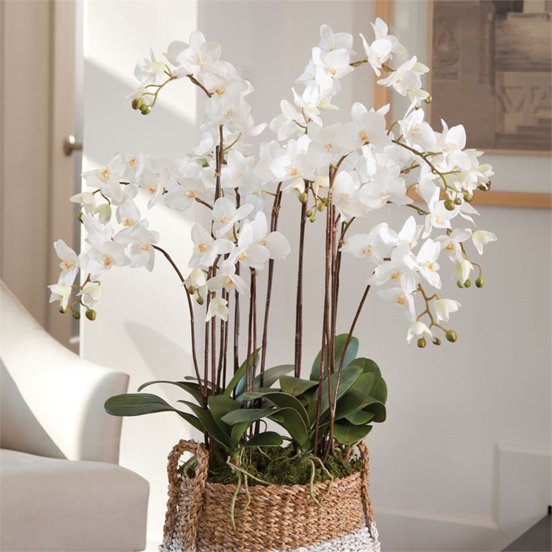 Napa Home Garden, CC 36'' PHALAENOPSIS DROP IN,di1230