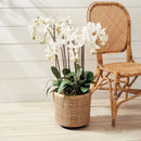 "NAPA Home & Garden, PHALAENOPSIS ORCHID DROP-IN COLLECTION"