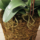 "NAPA Home & Garden, PHALAENOPSIS ORCHID DROP-IN COLLECTION"