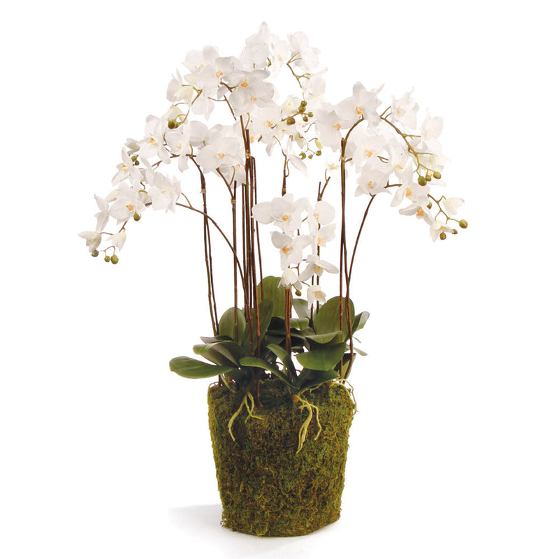 "NAPA Home & Garden, PHALAENOPSIS ORCHID DROP-IN COLLECTION"