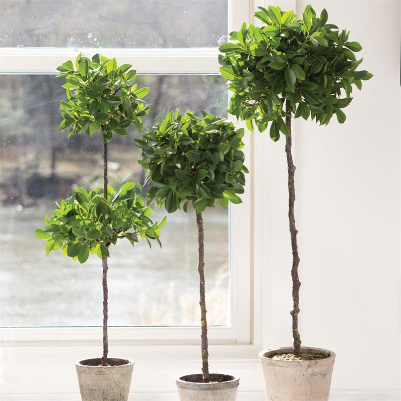 Napa Home Garden, CC 31'' FICUS DOUBLE TOPIARY POTTED,di1233