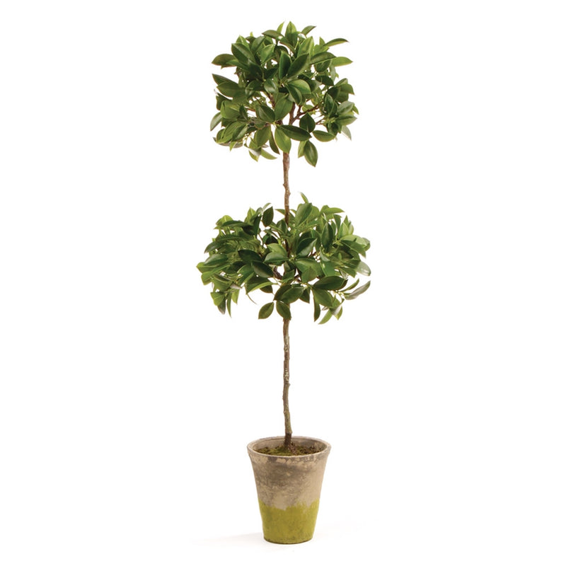 Napa Home Garden, CC 31'' FICUS DOUBLE TOPIARY POTTED,di1233