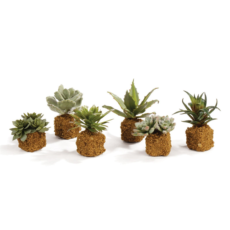 Napa Home Garden, CC 5.5'' SUCCULENT DROP IN ,SET OF 6,di1240