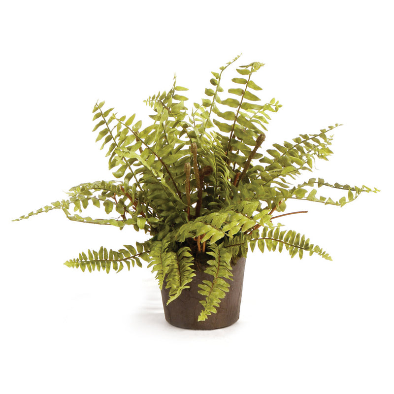 NAPA Home & Garden, BOSTON FERN DROP-IN 12",DI1252