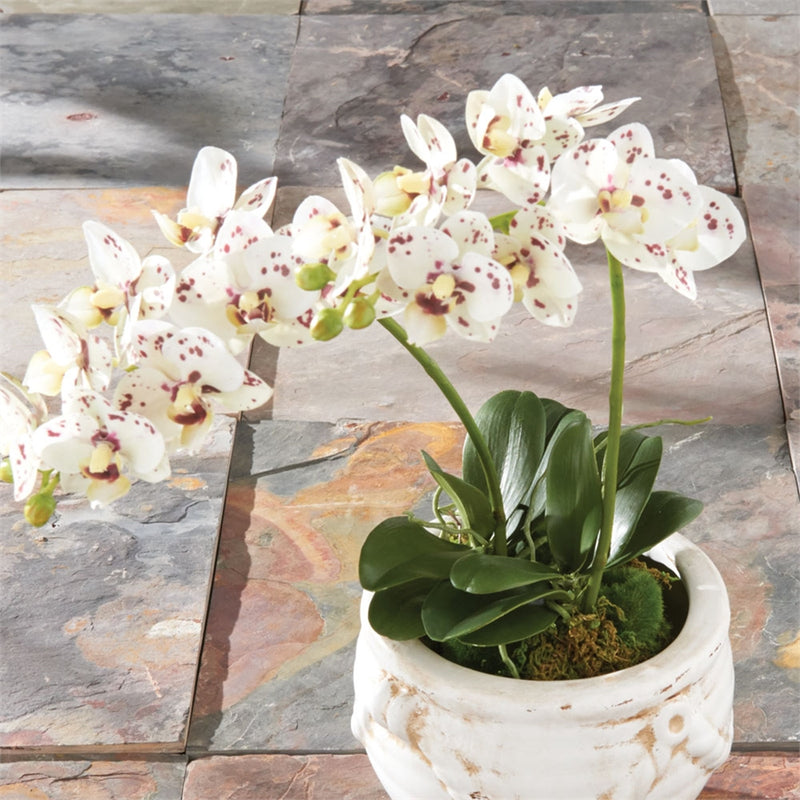 Napa Home Garden, CC 16'' PHALAENOPSIS TWO BRANCH DI,di1258