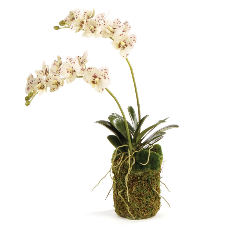 Napa Home Garden, CC 16'' PHALAENOPSIS TWO BRANCH DI,di1258