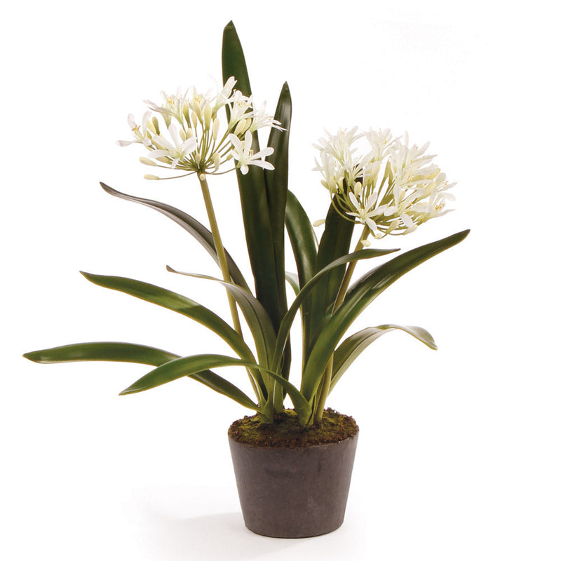 NAPA Home & Garden, AGAPANTHUS DROP-IN