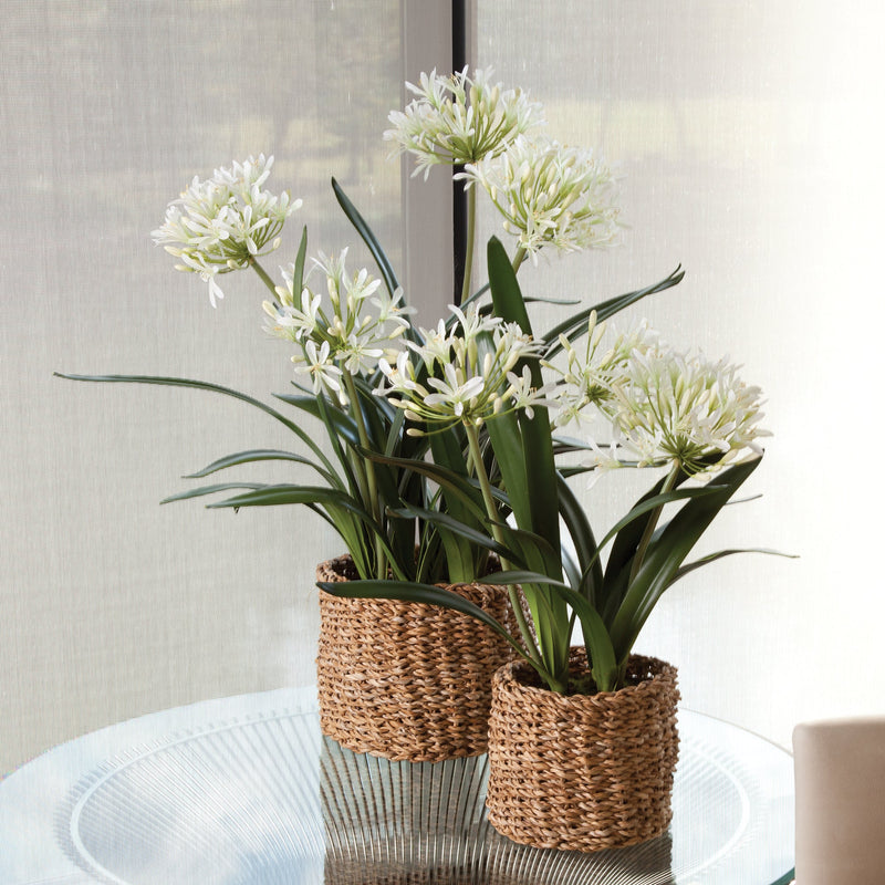 NAPA Home & Garden, AGAPANTHUS DROP-IN