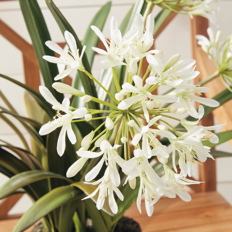 NAPA Home & Garden, AGAPANTHUS DROP-IN