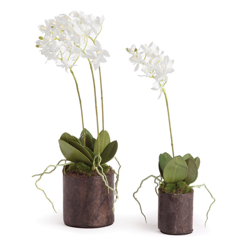 Napa Home Garden, DENDROBIUM DROP IN ,SET OF 2,di1267