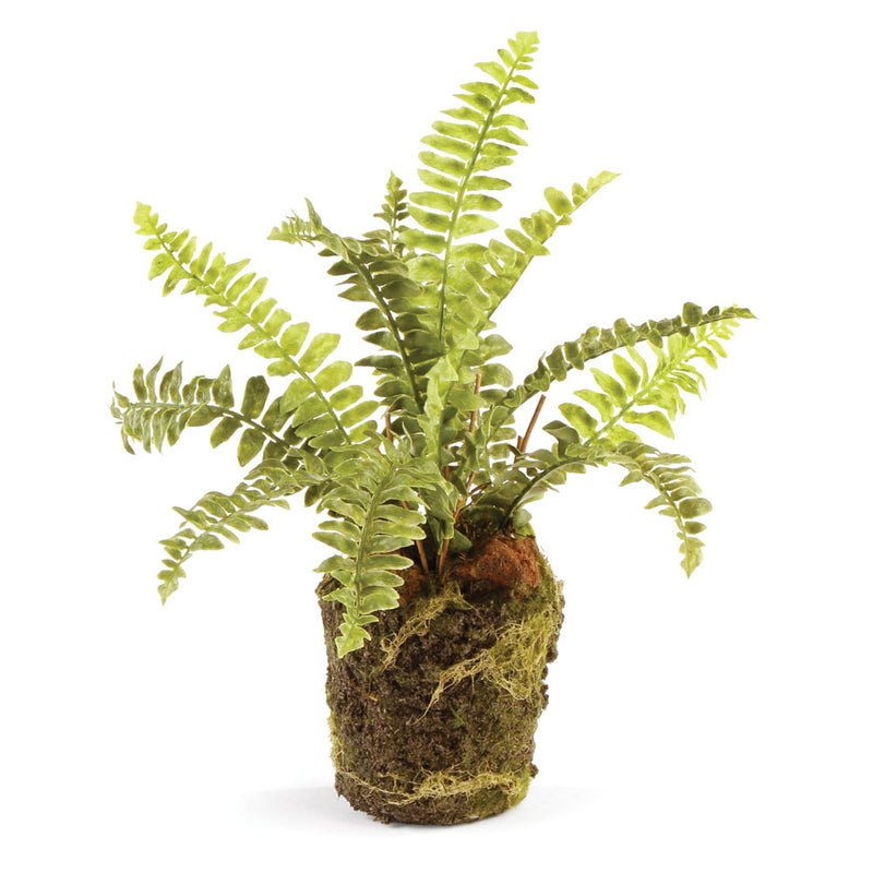 NAPA Home & Garden, BOSTON FERN DROP-IN 9",DI3002